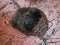 Top view of incredible engineering of bird nest after rain