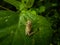 Top view of Indian tree frog on a leaf, polypedates maculatus, common Indian tree frog