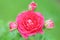 Top view Inflorescence of pink roses flower blooming in garden background