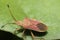 Top view of an insect sitting on a leaf