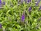 Top view on isolated purple countless flowers veronica spicata with green leaves