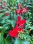 Top view on on isolated red flowers  lobelia speciosa with green leaves