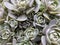 Top view on on isolated succulent plant orostachys iwarenege