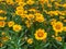 Top view on isolated yellow flowers large flowered tickseed coreopsis grandiflora with green leaves