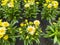 Top view on isolated yellow marguerite daisy leucanthemum flowers with green leaves in garden center