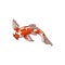 Top view Japanese, Asian koi carp, goldfish