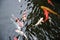 Top view of Japanese koi fishes swim in clean transparent pond water