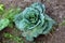 Top view of Kale or Leaf cabbage hardy cool season green vegetable plant with large dark green edible leaves growing in home