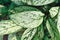 Top view of leaf of exotic \\\'Aglaonema Commutatum Silver Queen\\\' houseplant