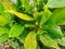 Top view of leaves aglaonema cochinchinense or Araceae as a background.