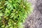 Top view of the leaves and buds of peony green with drops from the rain on the background of the earth