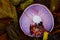 Top view of leaves on Clitocybe nuda mushroom on the forest ground