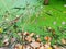 Top view of leaves Duckweed with water in pond, green leaf as a background