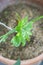 Top view of leaves of philodendron plant