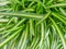 Top view of leaves Spider plant as a background. Natural green wallpaper.