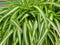 Top view of leaves Spider plant as a background. Natural green wallpaper.