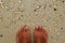 The top view on the legs on seashore with stones and seashells on sand.