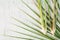 Top view lemon grass on wood background