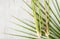 Top view Lemon Grass on wood background