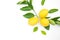 Top view of lemon and leaves on white color background.concepts