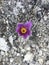 Top view lilac pulsatilla flower on grey stone background