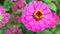 Top view lilac Zinnia Elegans Jacq