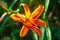 Top view lily blooms. Close-up of garden daylily flowers on a flower bed. Natural background for design