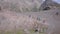 Top view of line of tourists ascending mountains. Clip. Group of climbers walks in row along mountain path on background