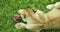 Top view lioness chewing on foot killed antelope.