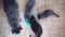 Top of view litter of Maine Coon kittens with their big mum eating healthy cat food from a bowl together on the floor of