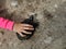 Top view of a little girl`s hand holding a turtle with copy space