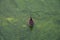Top view of a lone drake that rests on the water of a polluted river or lake