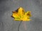 Top view of a lone yellow maple leaf lying on the surface of the asphalt. Autumn leaf fall