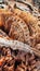 Top view macro closeup from rest of a banana trunk after cut looking out of the soil ground, here with details of the fibers,