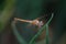 Top view macro shot of brown dragonfly perching on a green grass with transparent wings