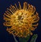 Top view macro of a yellow leucospermum / pincushion protea blossom on blue background, surrealistic floral image