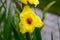Top view of a magnificent yellow gladiolus flower isolated against a background of green leaves. Beautiful backgrounds