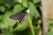 Top view of a malachit falter butterfly with open wings photographed in a glasshouse