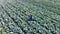 Top view of a male agronomist walking along the cabbage field