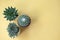 Top view of Mammillaria bucareliensis erusamu cactus pot, Green Aloe Haworthia pot and succulent plant pots