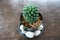 Top view of Mammillaria Carmenae cactus flowers in a ceramic pot on wooden table, small plant in flowerpot