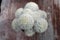 Top View of Mammillaria Plumosa on wooden table