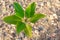 Top view Mangrove tree