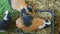 Top view of many decorative guinea pigs eat oat seeds