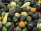 Top view of many different ornamental gourds and pumpkins