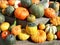 Top view of many different ornamental gourds and pumpkins