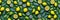 Top view of many fresh lemons, slices and leaves, isolated on green background. Ai Generated