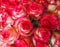 Top view of many roses with delicate pink and white petals and g