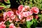 Top view of many vivid pink begonia flowers with fresh in a garden in a sunny summer day, perennial flowering plants in the family