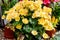 Top view of many vivid yellow begonia flowers with fresh in a garden in a sunny summer day, perennial flowering plants in the fami